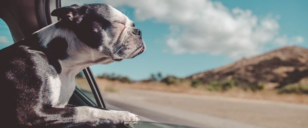 Perro disfrutando del aire