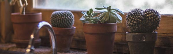 cactus y suculentas en una ventana de cocina