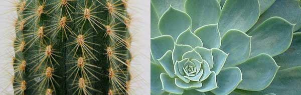 cactus y suculenta